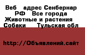 Веб – адрес Сенбернар.РФ - Все города Животные и растения » Собаки   . Тульская обл.